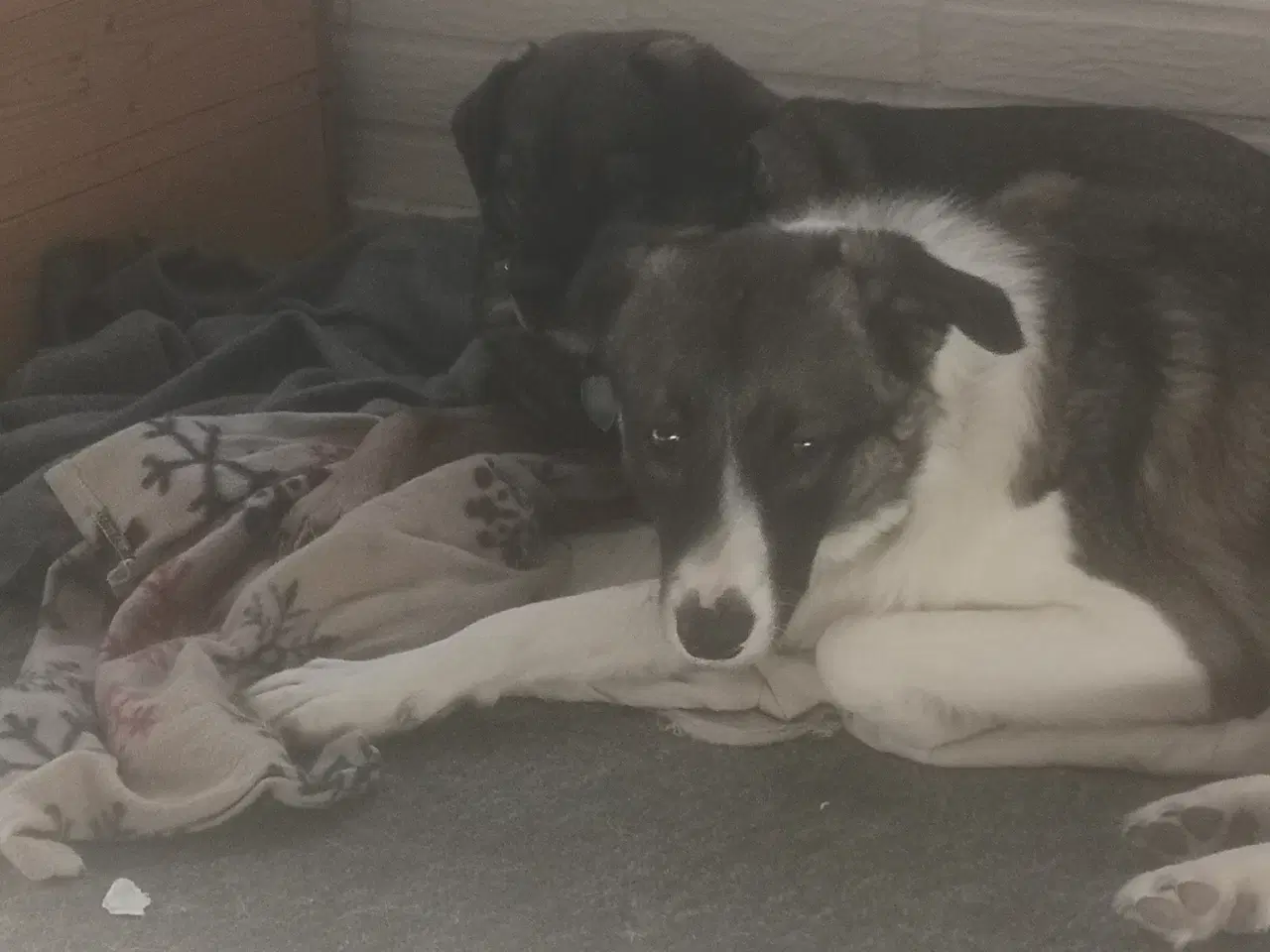 Billede 3 - Dave  omplacering 