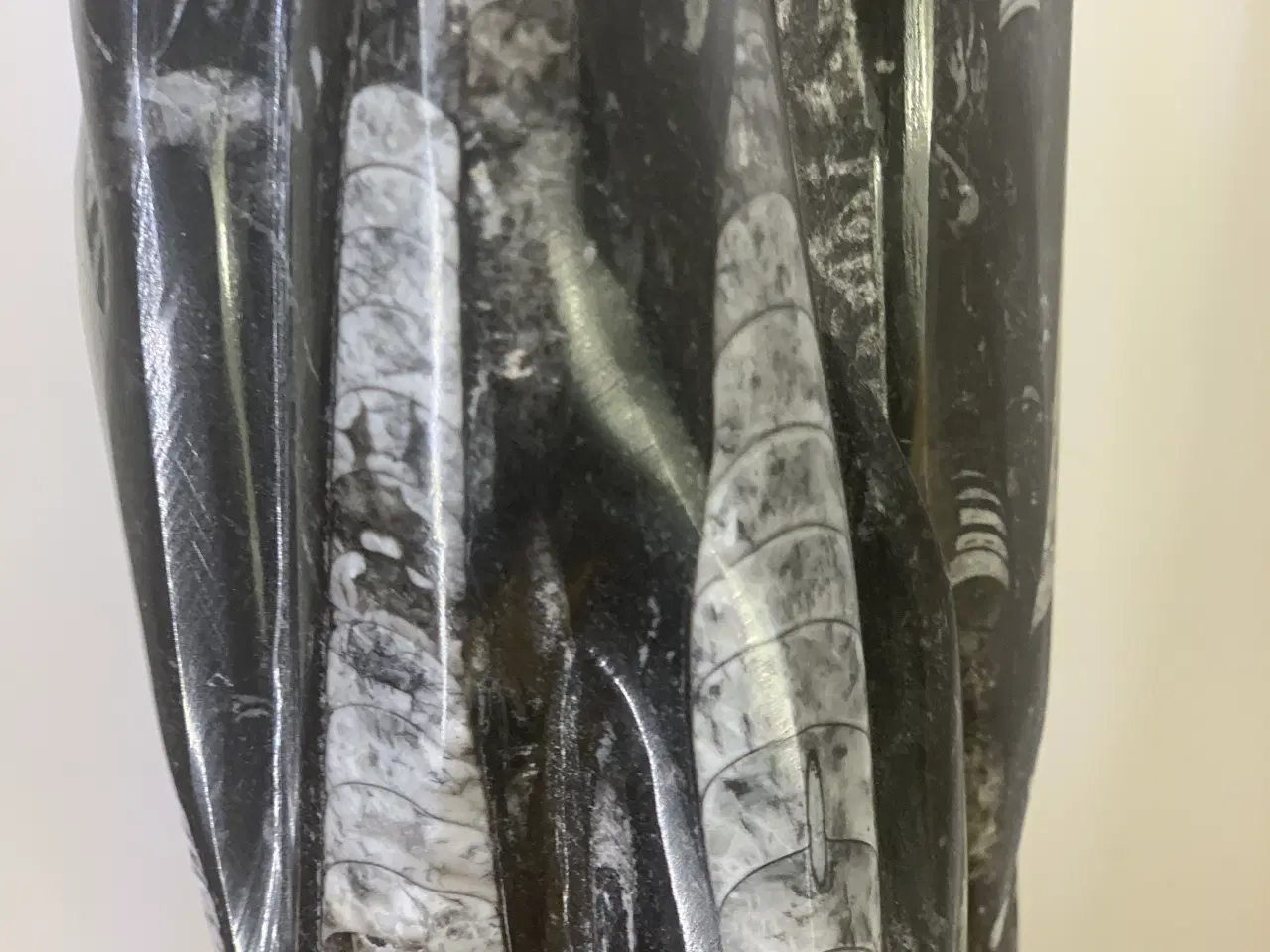 Billede 2 - Unik og meget gammel fossilsten – sjældent fund