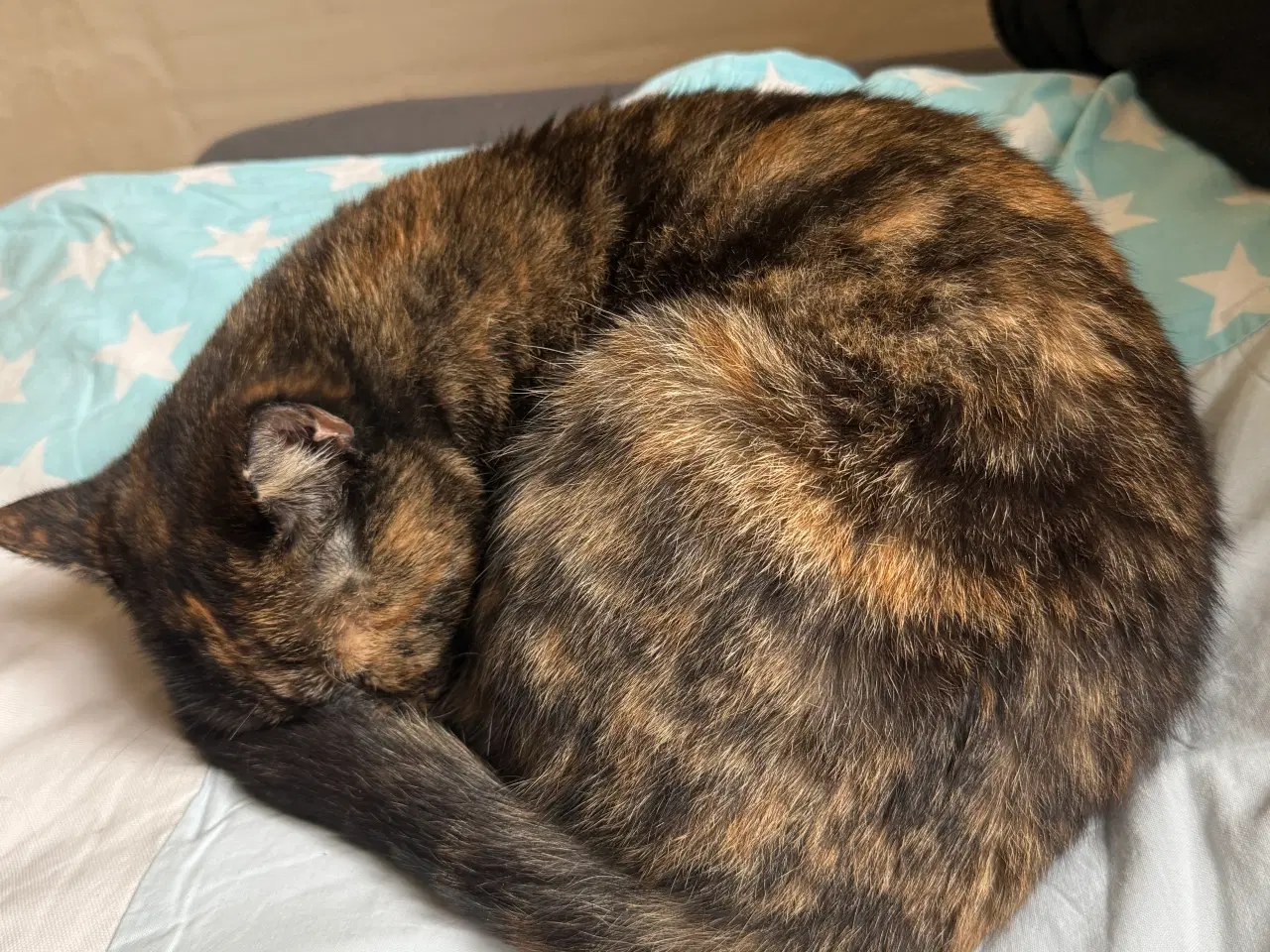 Billede 7 - Blandnings kat 