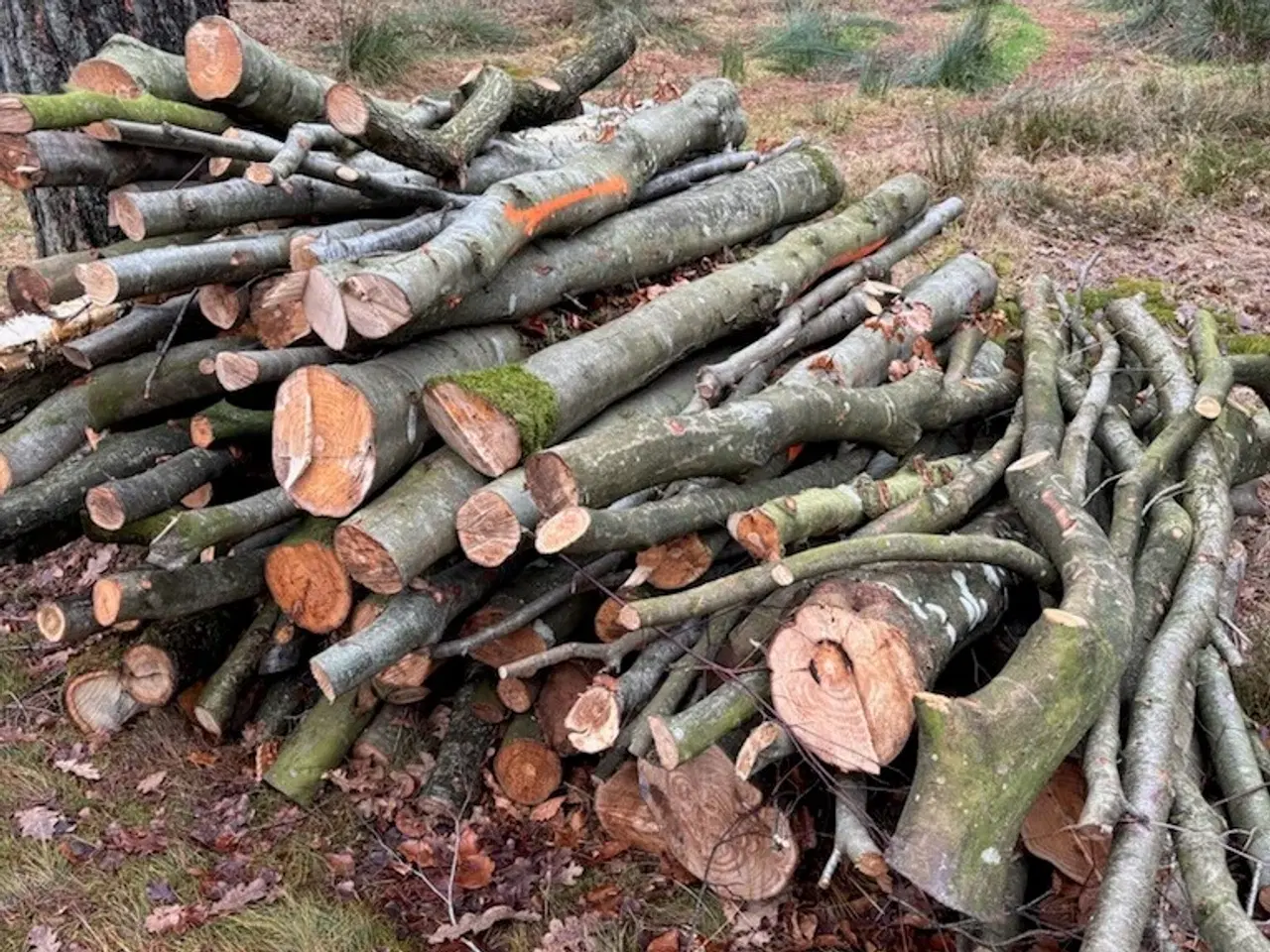 Billede 1 - 3-4 meter flot bøgebrænde