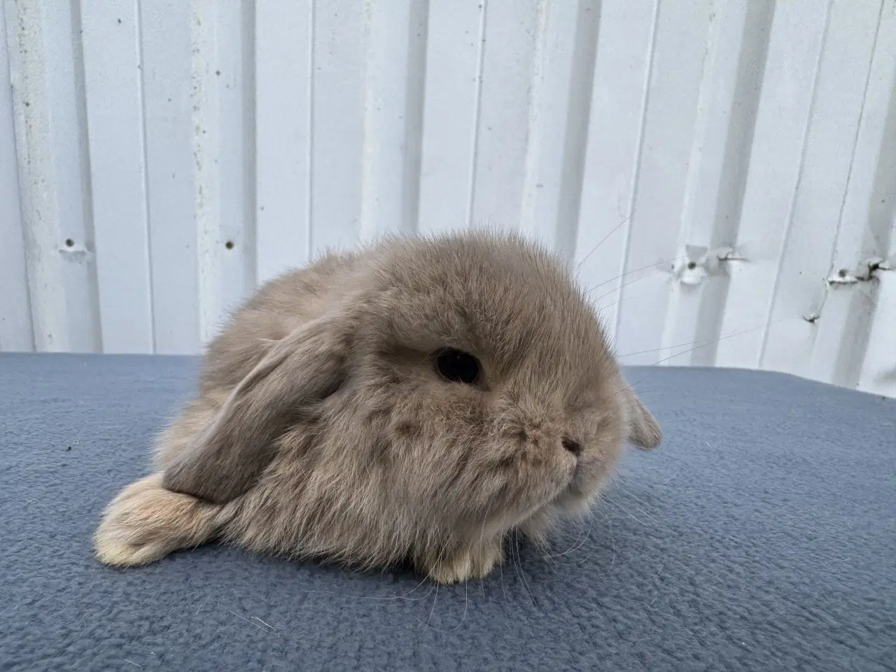 Billede 5 - Mini lop hankanin