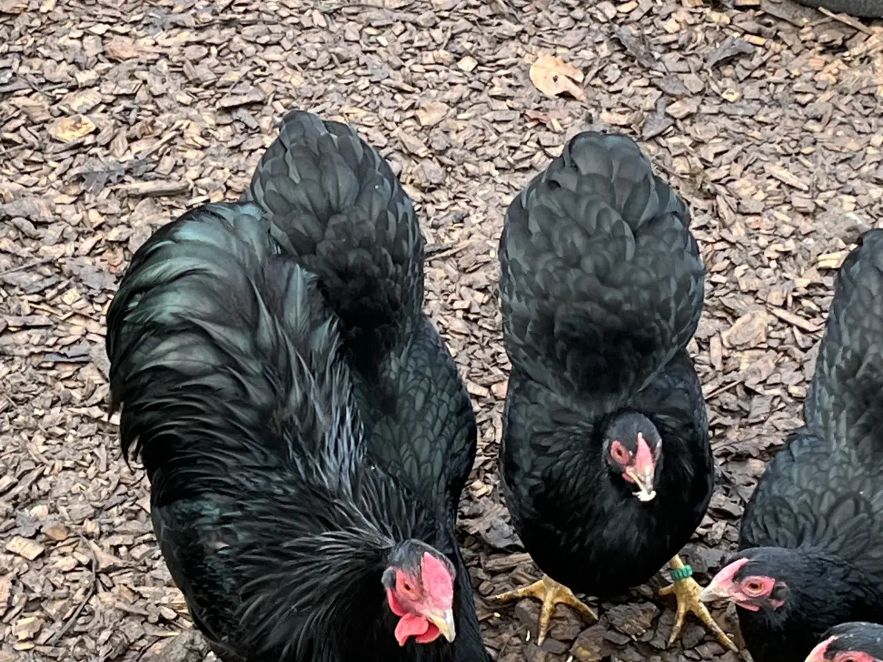 Billede 3 - Dværg Wyandotter 