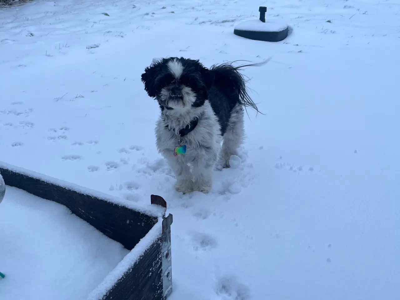 Billede 3 - Shih tzu