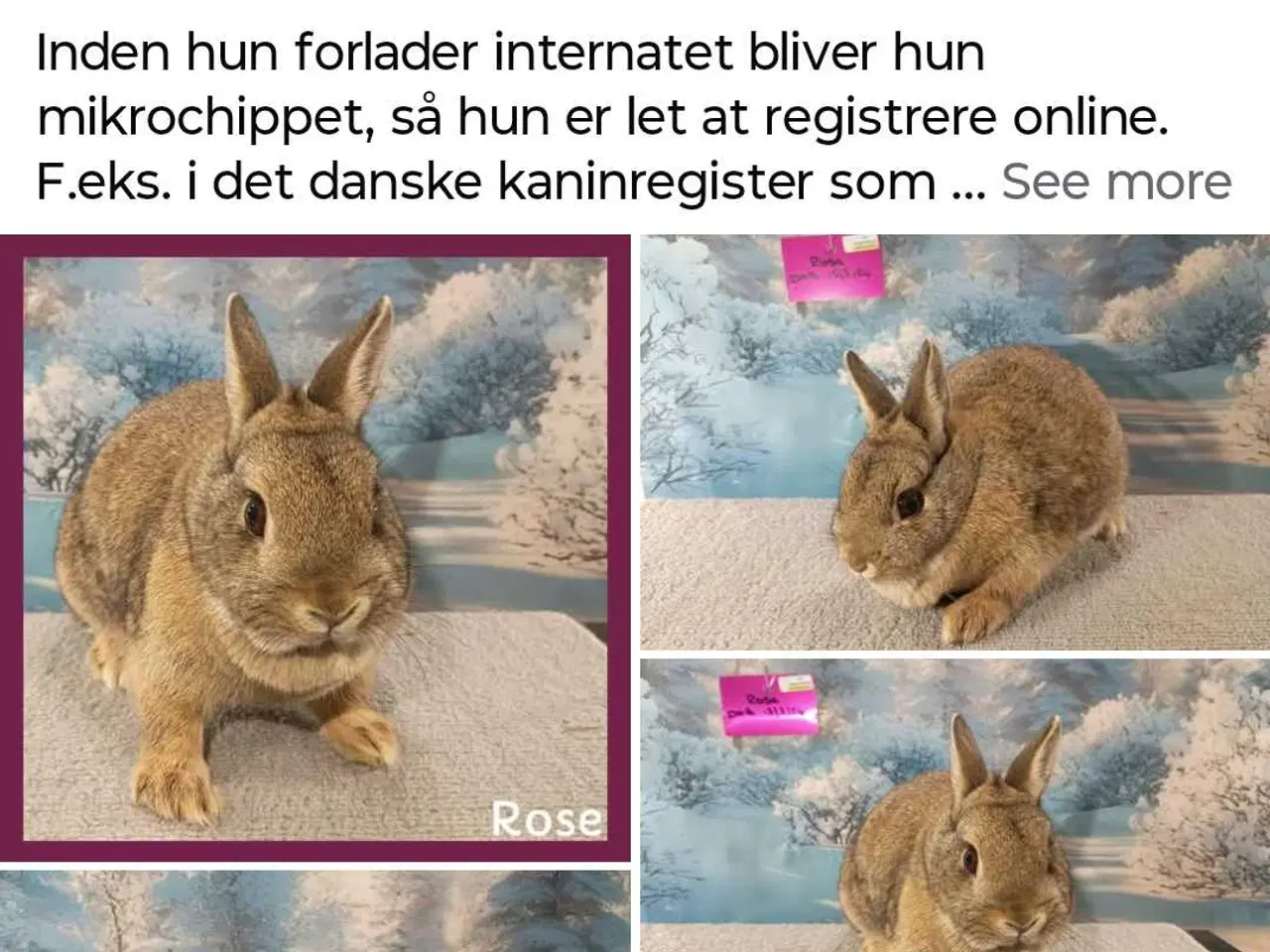 Billede 2 - vaccineret hun kanin pige