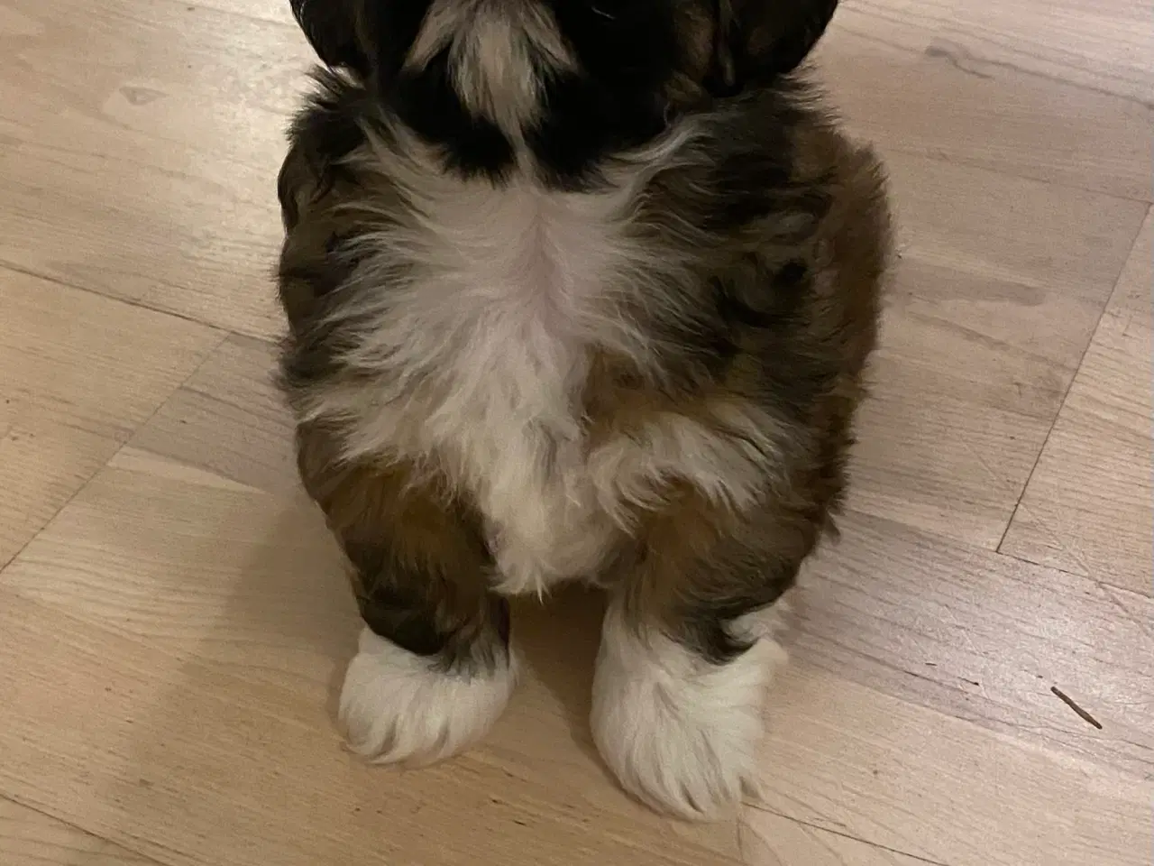 Billede 2 - Hvalpe -Lhasa Apso 