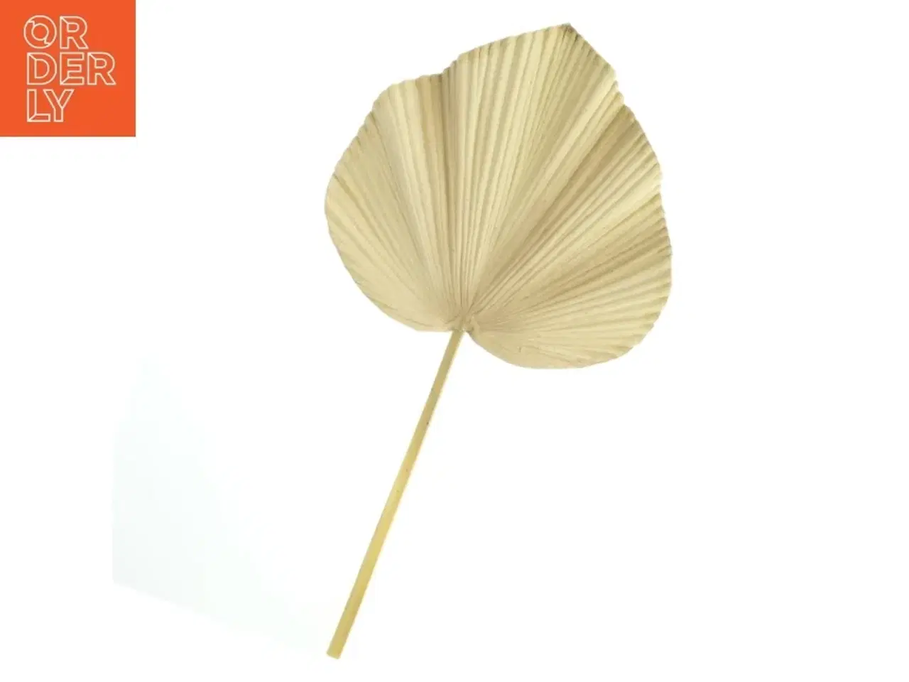 Billede 4 - Tørrede palmeblade (str. Længde. 63 cm bredde. 34 cm)