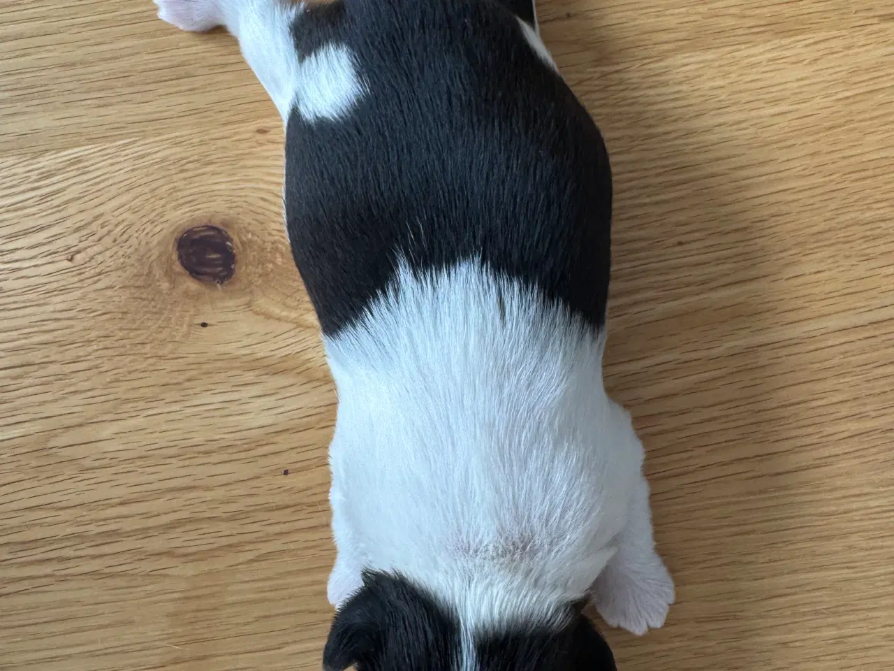 Billede 18 - Ægte Shih Tzu 30. september 2025