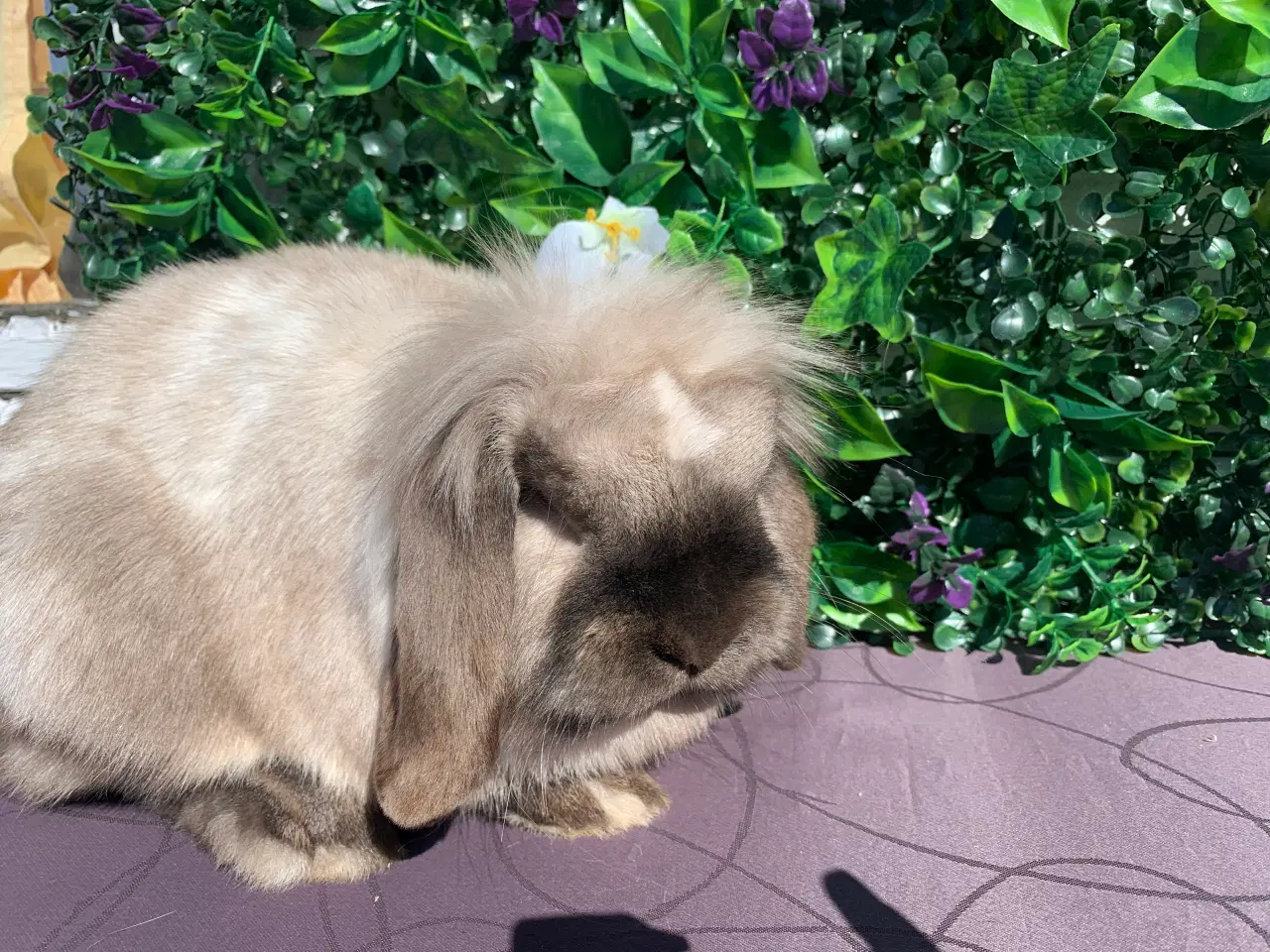 Billede 2 - Lionlop hun🩷Windy  fra Ryomgård i Jylland 