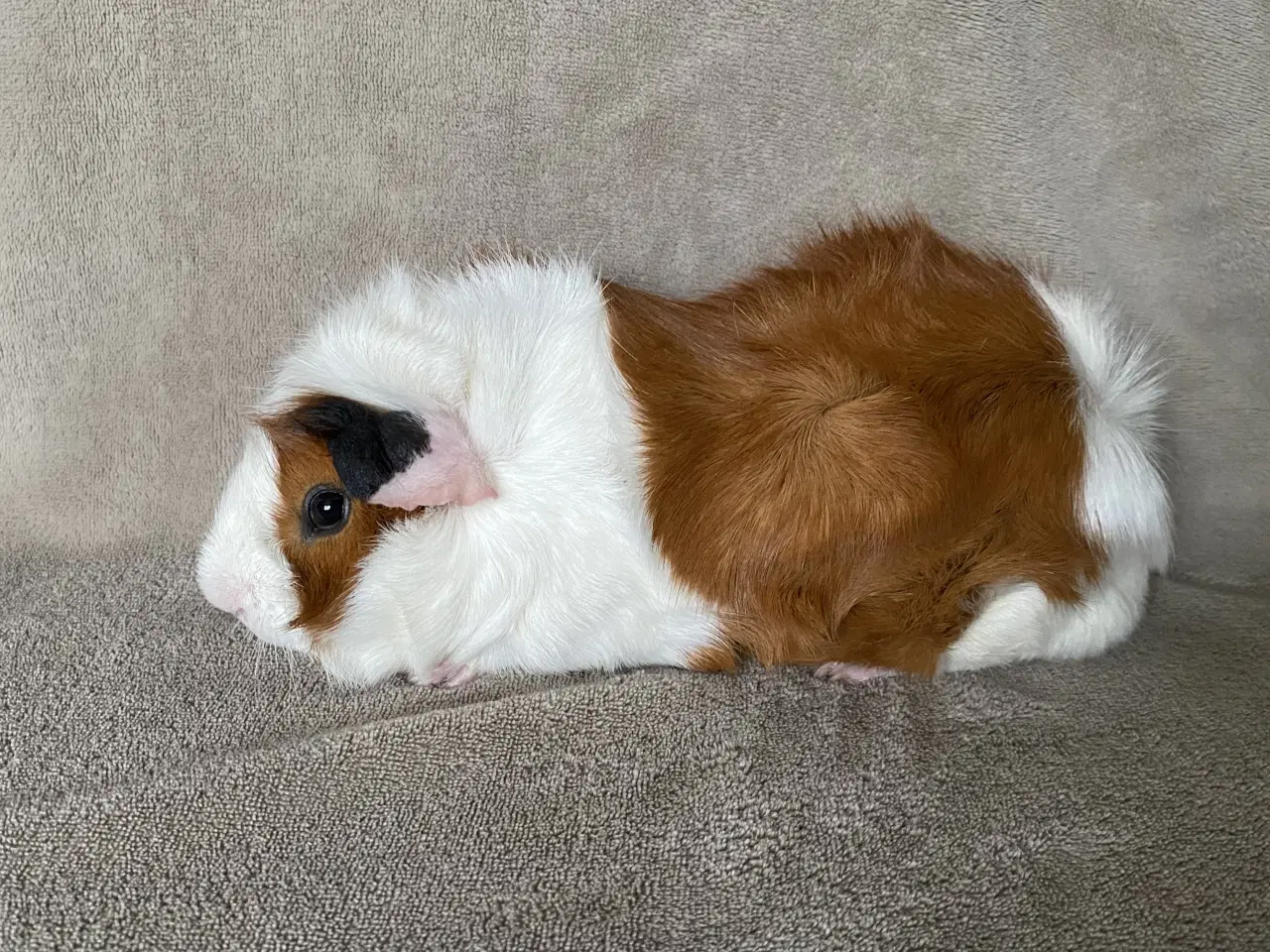 Billede 7 - 2 marsvin