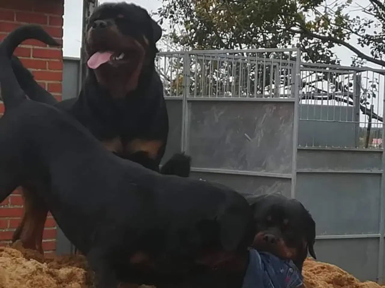 Billede 9 - Lækker rottweiler/ 12 % Cane Corso tæve 8 mdr