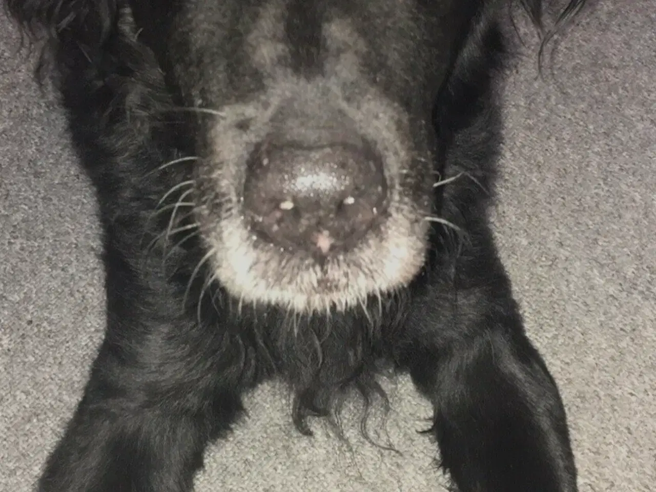 Billede 1 - Hund søges 