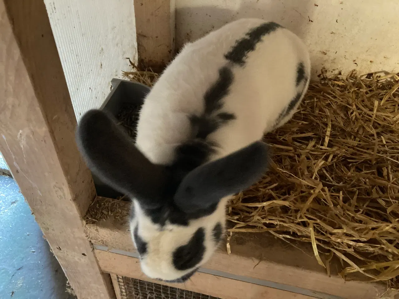 Billede 2 - Fin lille flok af kæmpe kaniner