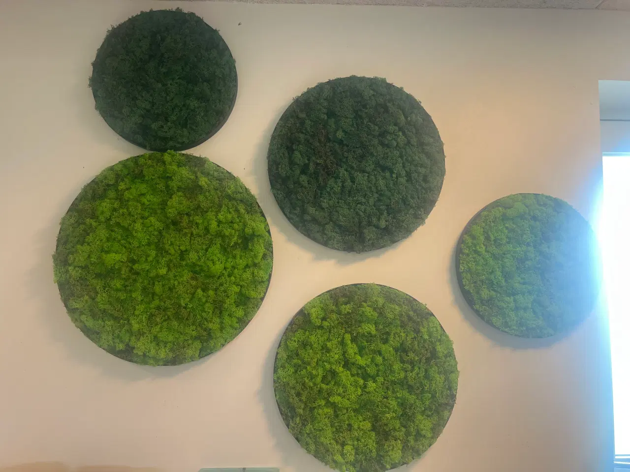 Billede 17 - Mos billeder 