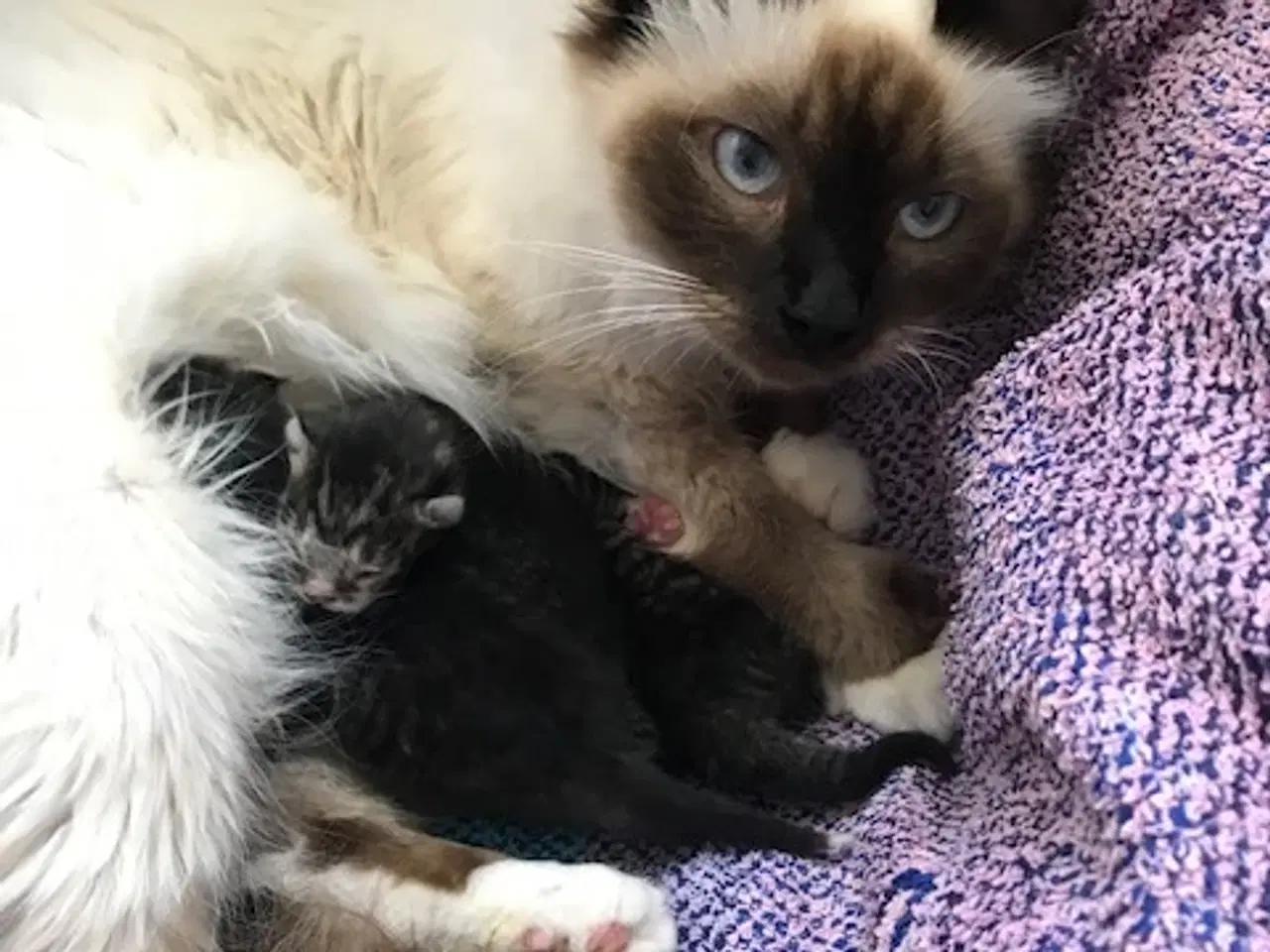 Billede 6 - Kattekillinger