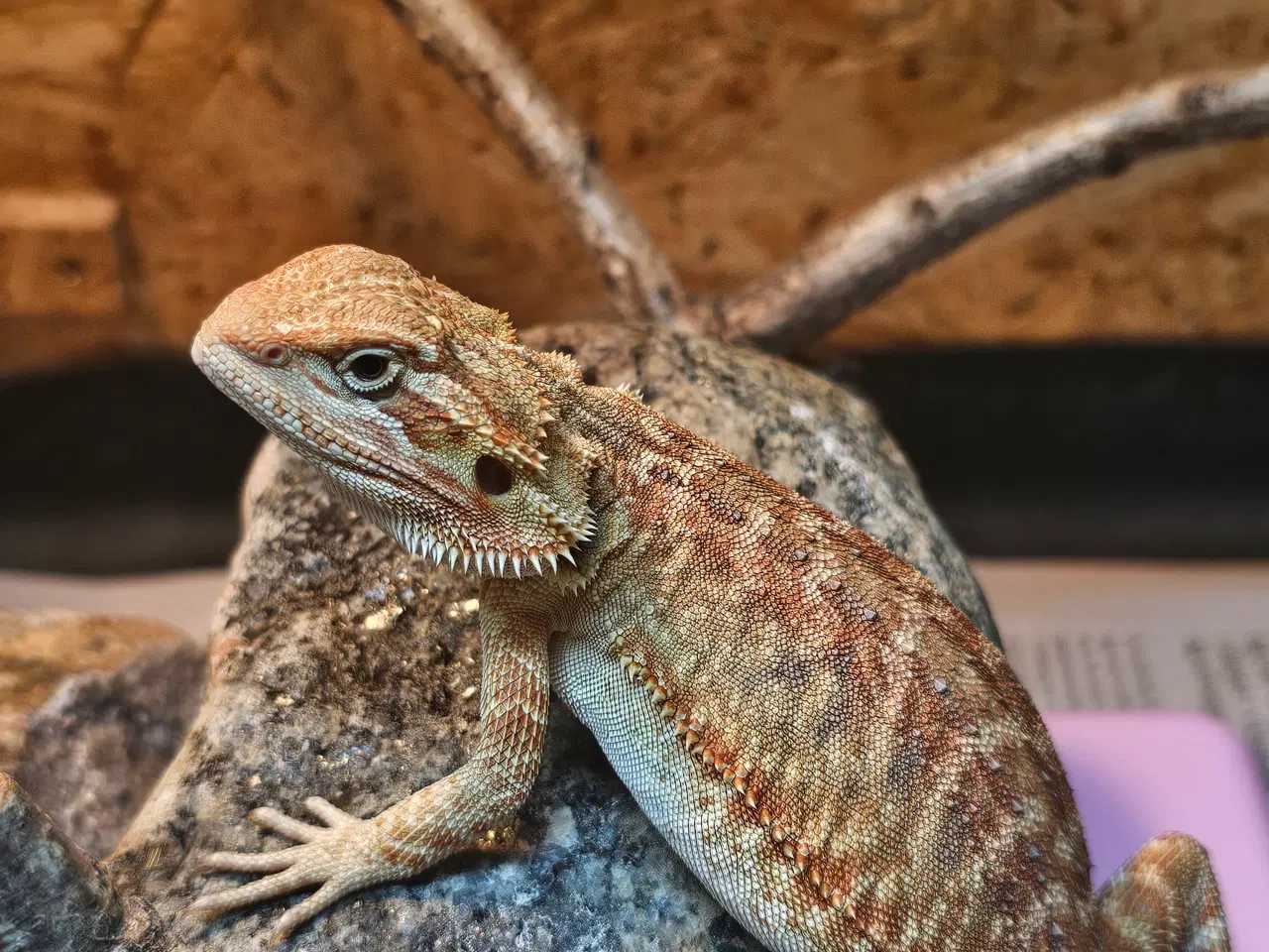 Billede 13 - Skægagame unger med rabat ( : Bud modtages 😊