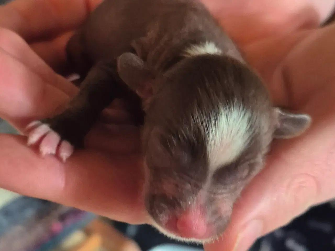 Billede 3 - CC Hunde hvalpe