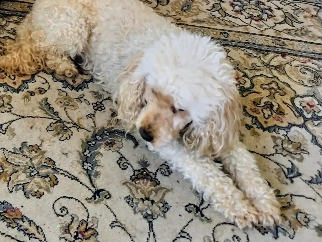 Billede 2 - Puddel hund, voksen. Renlig, familiehund