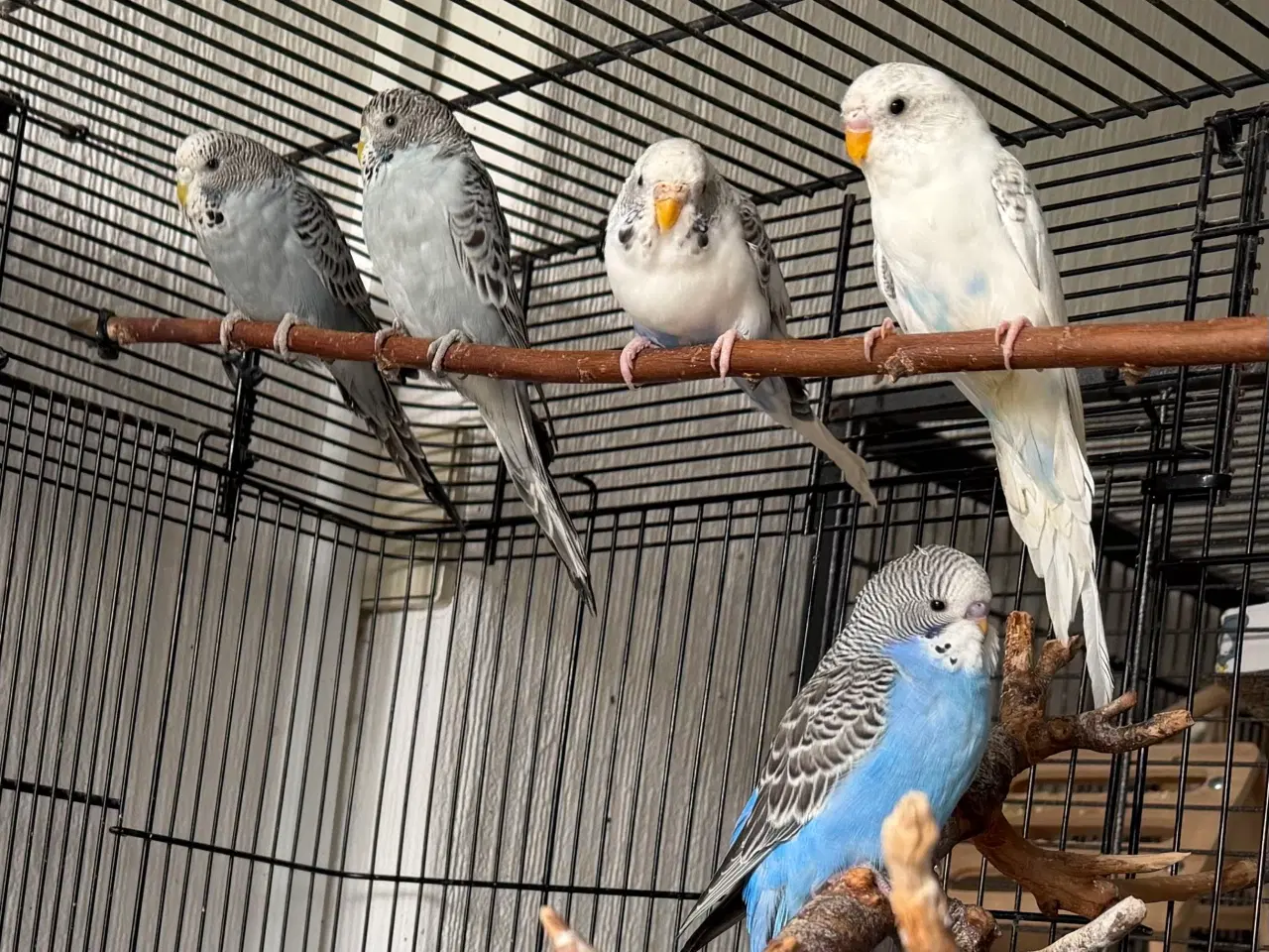 Billede 2 - Australske undulat unger