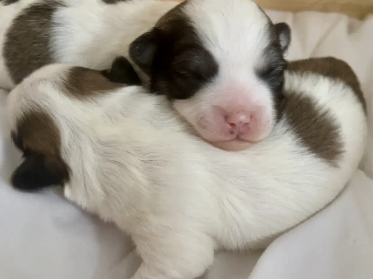 Billede 9 - Små allergivenlige og ikke fældende hundehvalpe