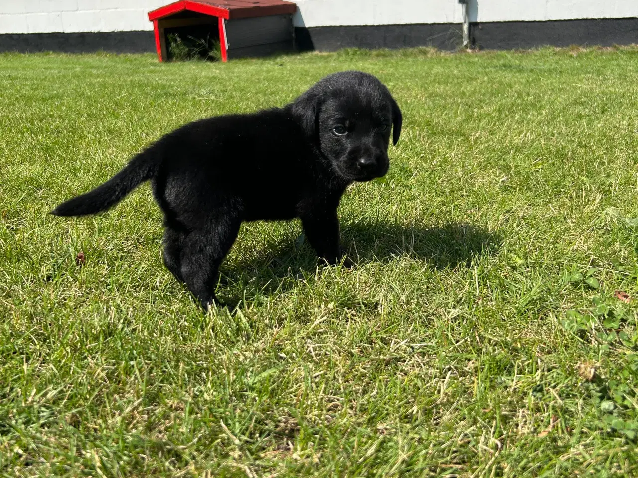Billede 1 - Labrador hvalp sælges