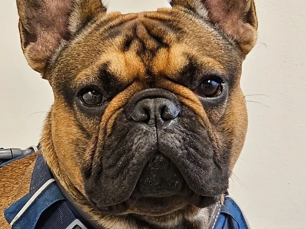 Billede 1 - Fransk Bulldog, Hanhund, 2 år 