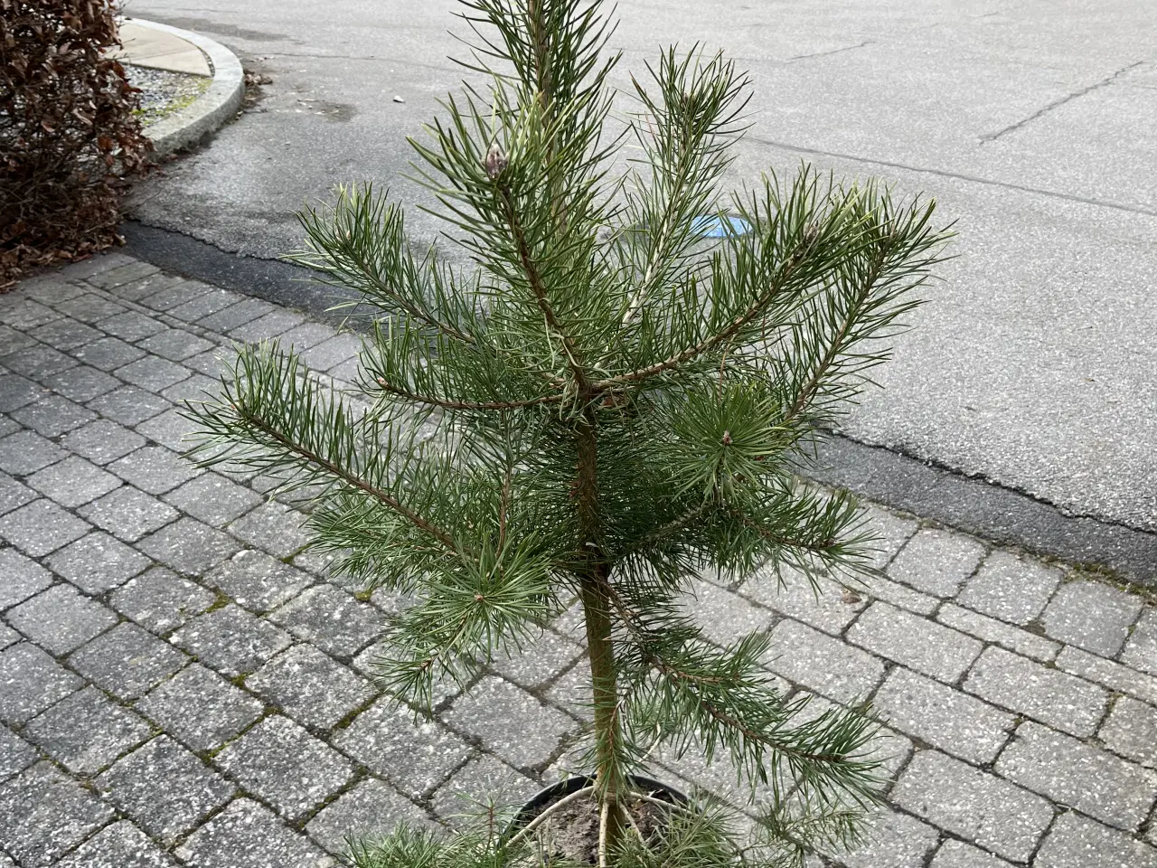 Billede 1 - Pottegroet Skovfyr 120-130cm