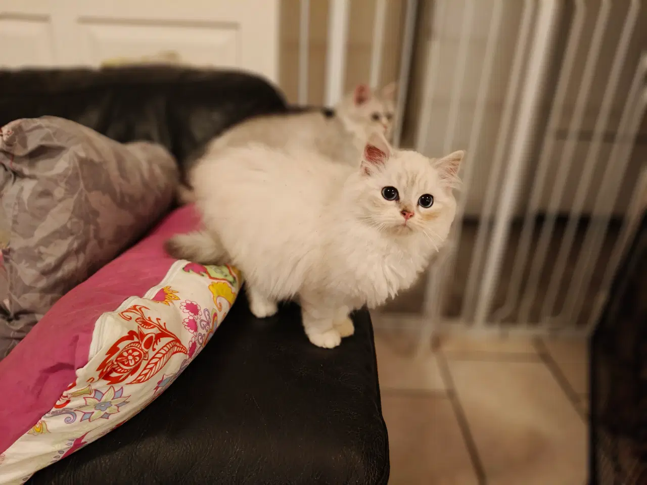 Billede 4 - Racekatte x