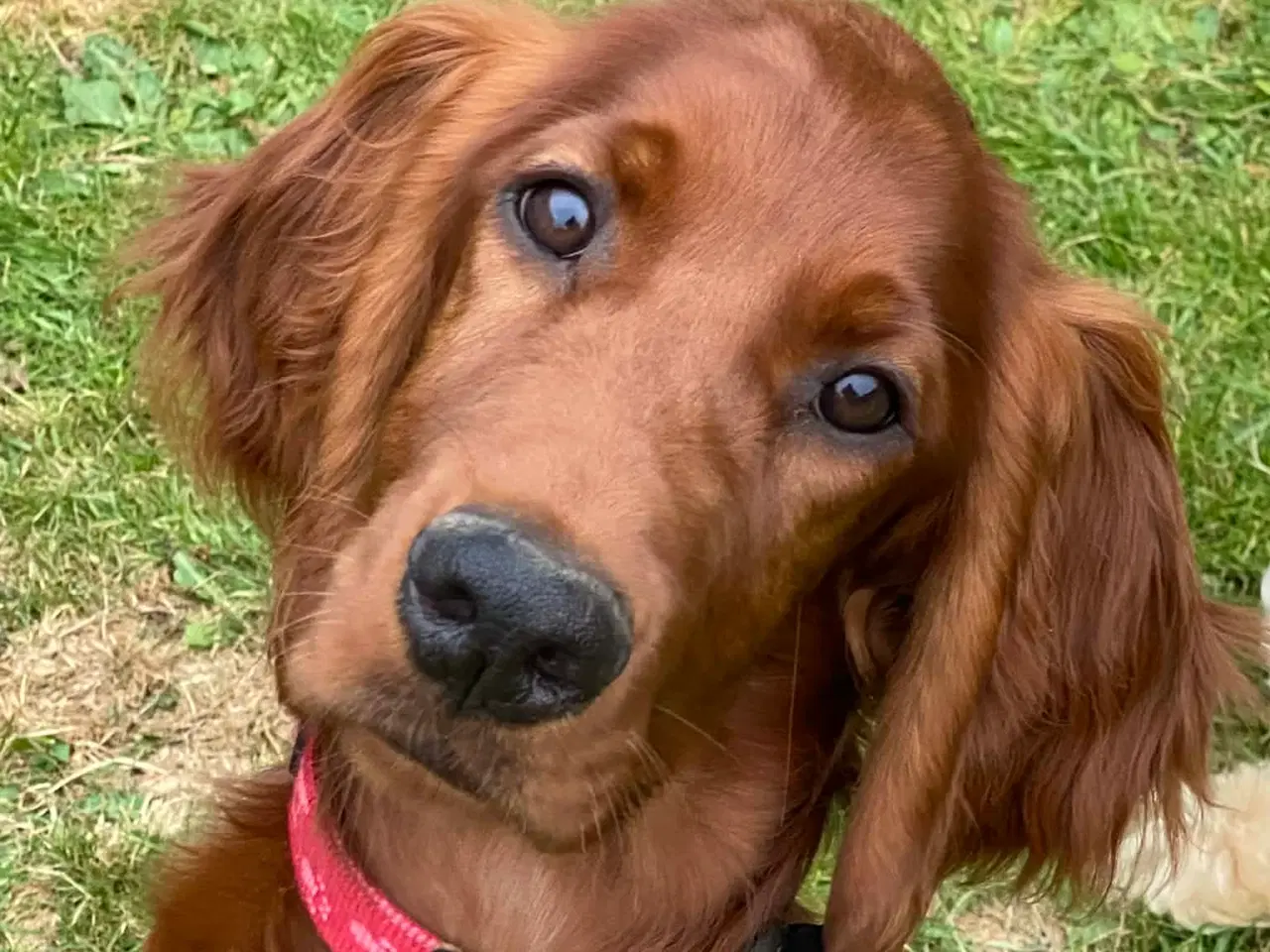 Billede 6 - 🐾 Smukke Lady – Ægte Irsk Setter fra udstillingsl
