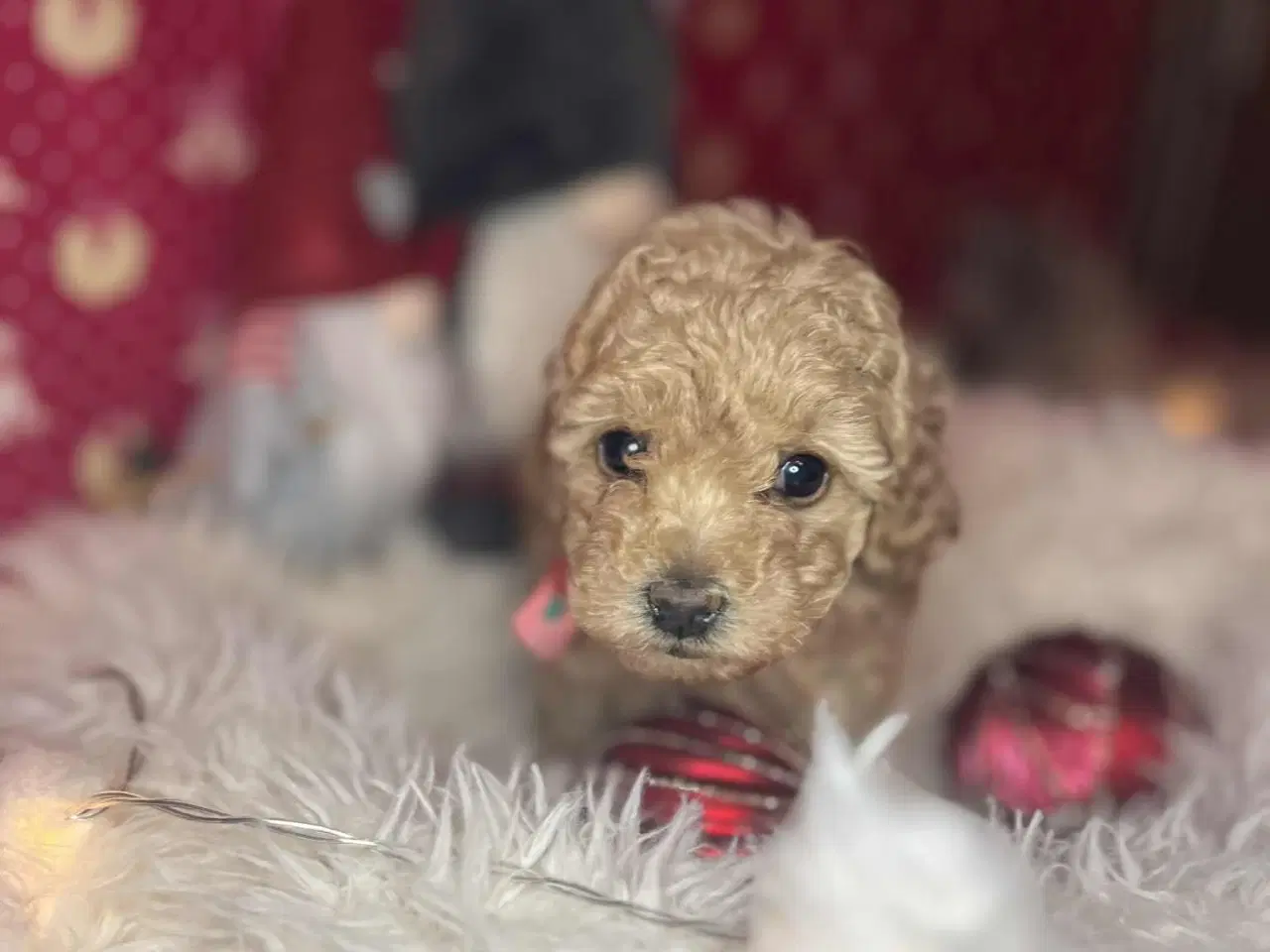 Billede 9 - Toy puddel tæve 