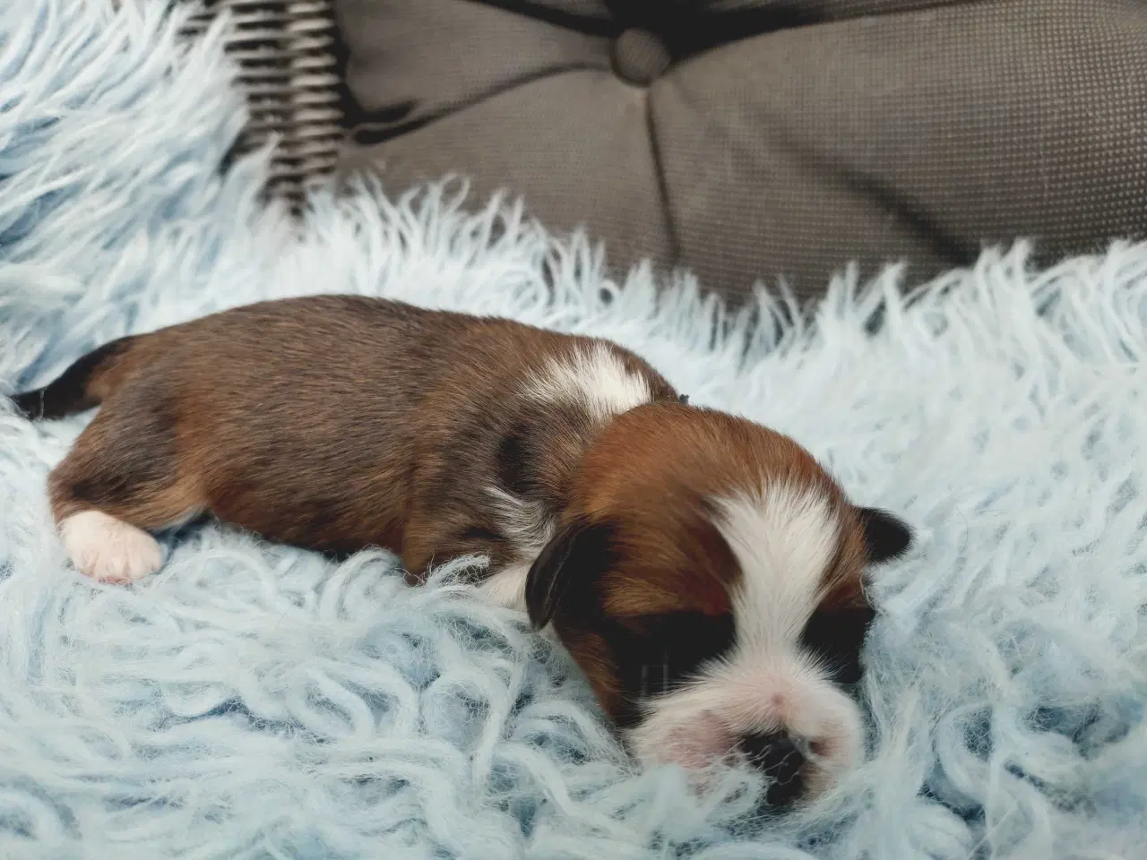 Billede 1 - Lhasa apso med stambog