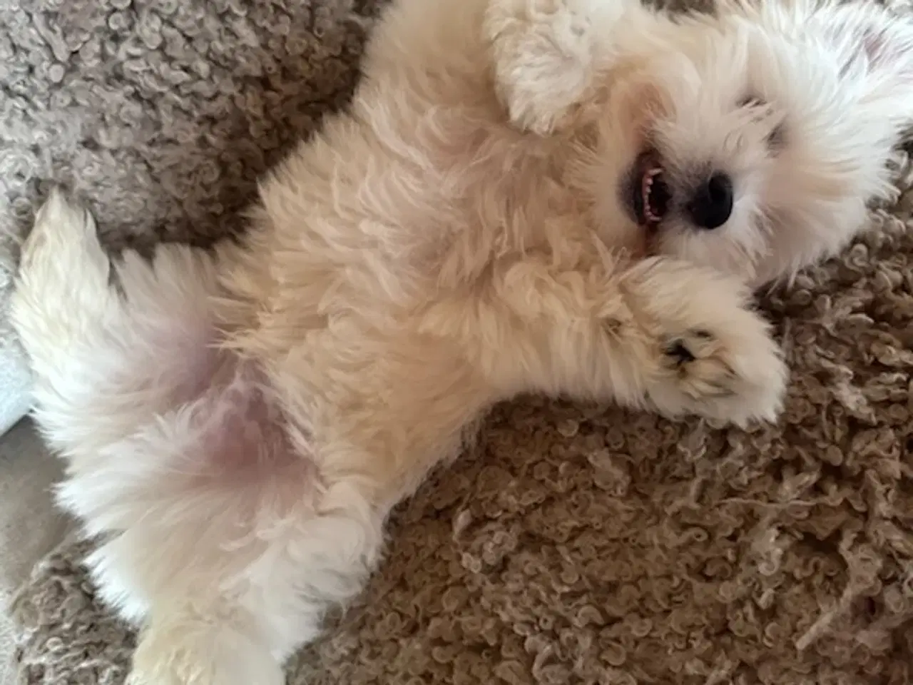 Billede 2 - Havaapso han Hvalp - Klar til at flytte.