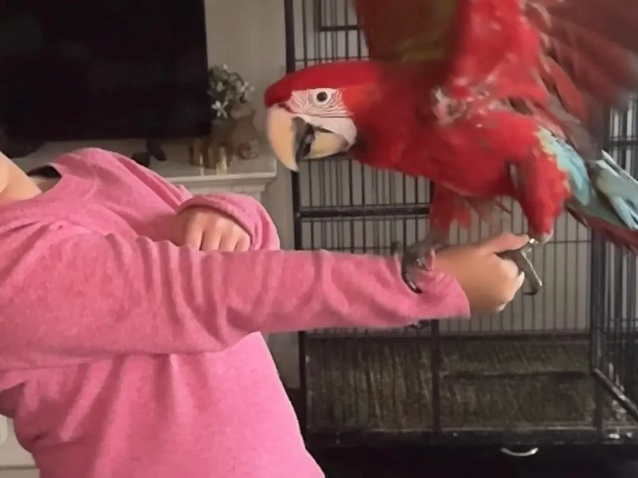 Billede 1 - Mørkerød ara