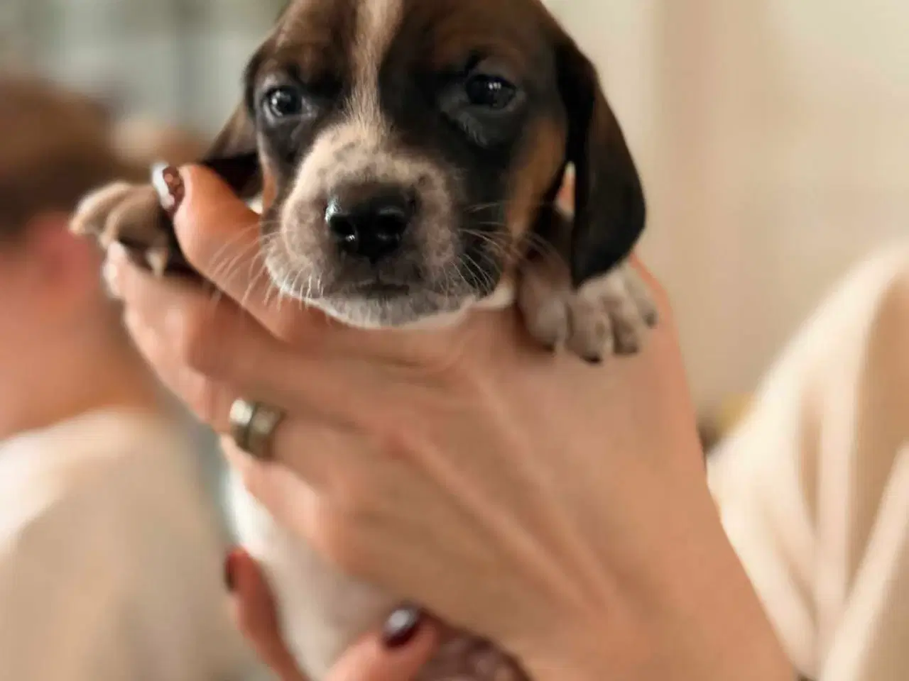 Billede 1 - 🐾 Lækre små vapser søger kærlige hjem 🐾