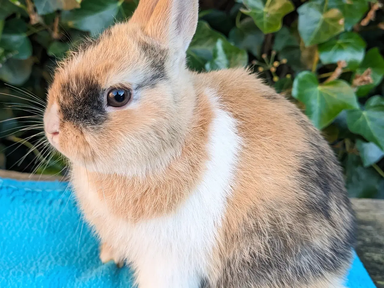 Billede 1 - Hermelin kaninunge sælges