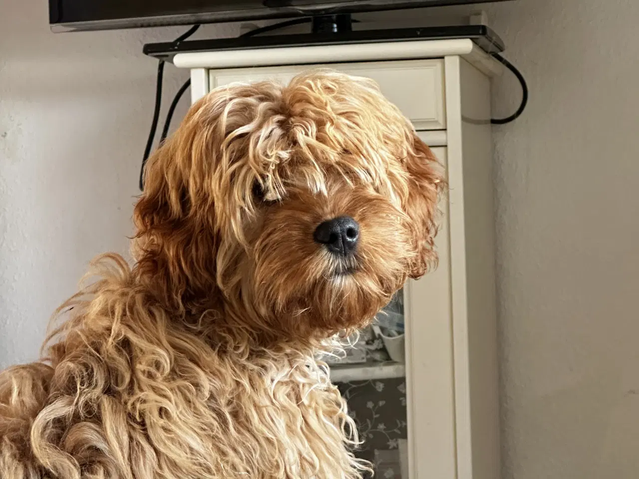 Billede 1 - Udstationering af Cavapoo i Nordjylland 