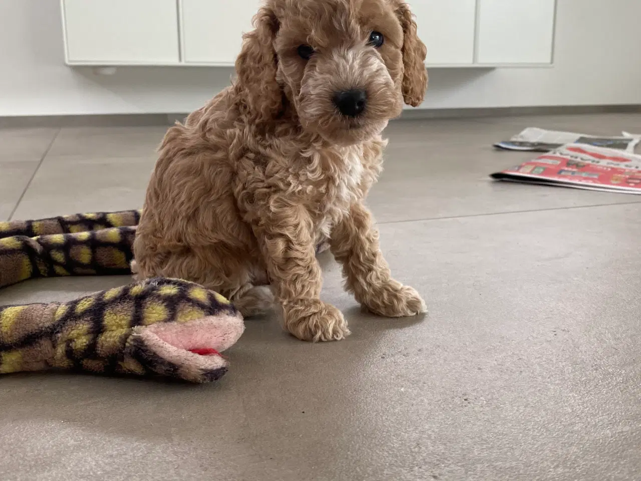 Billede 8 - Cockerpoo, cockerdoodle, cockapoo, doodle