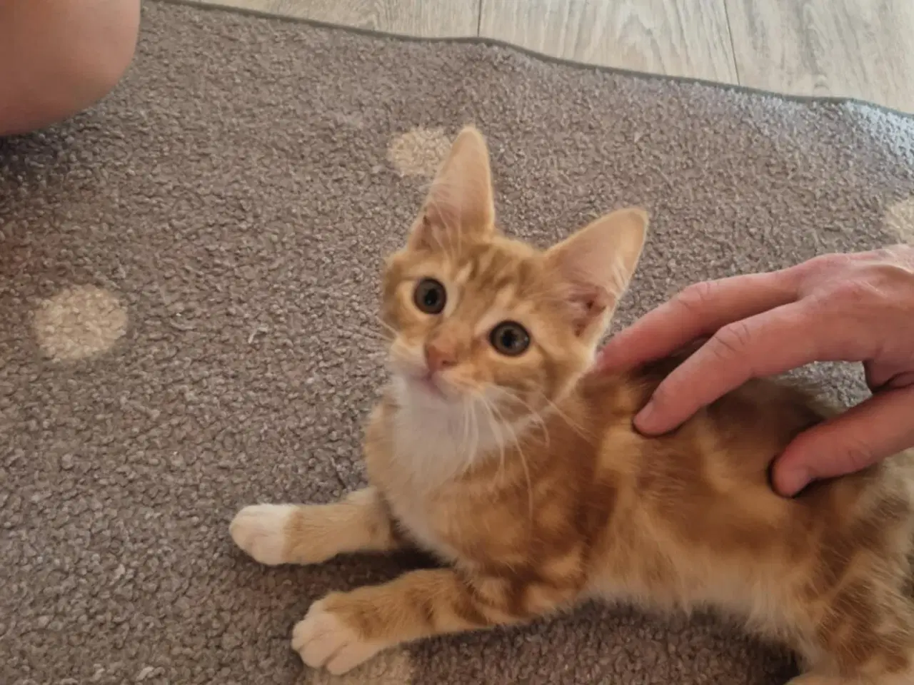 Billede 12 - Maine coon blanding 