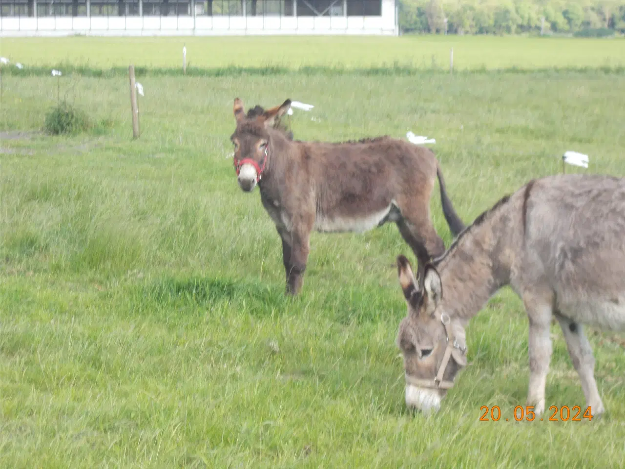 Billede 1 - æsel hingst