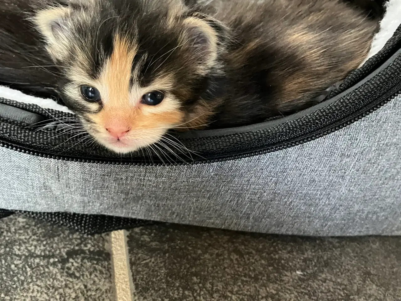 Billede 4 - Fineste Maine Coon hunkat