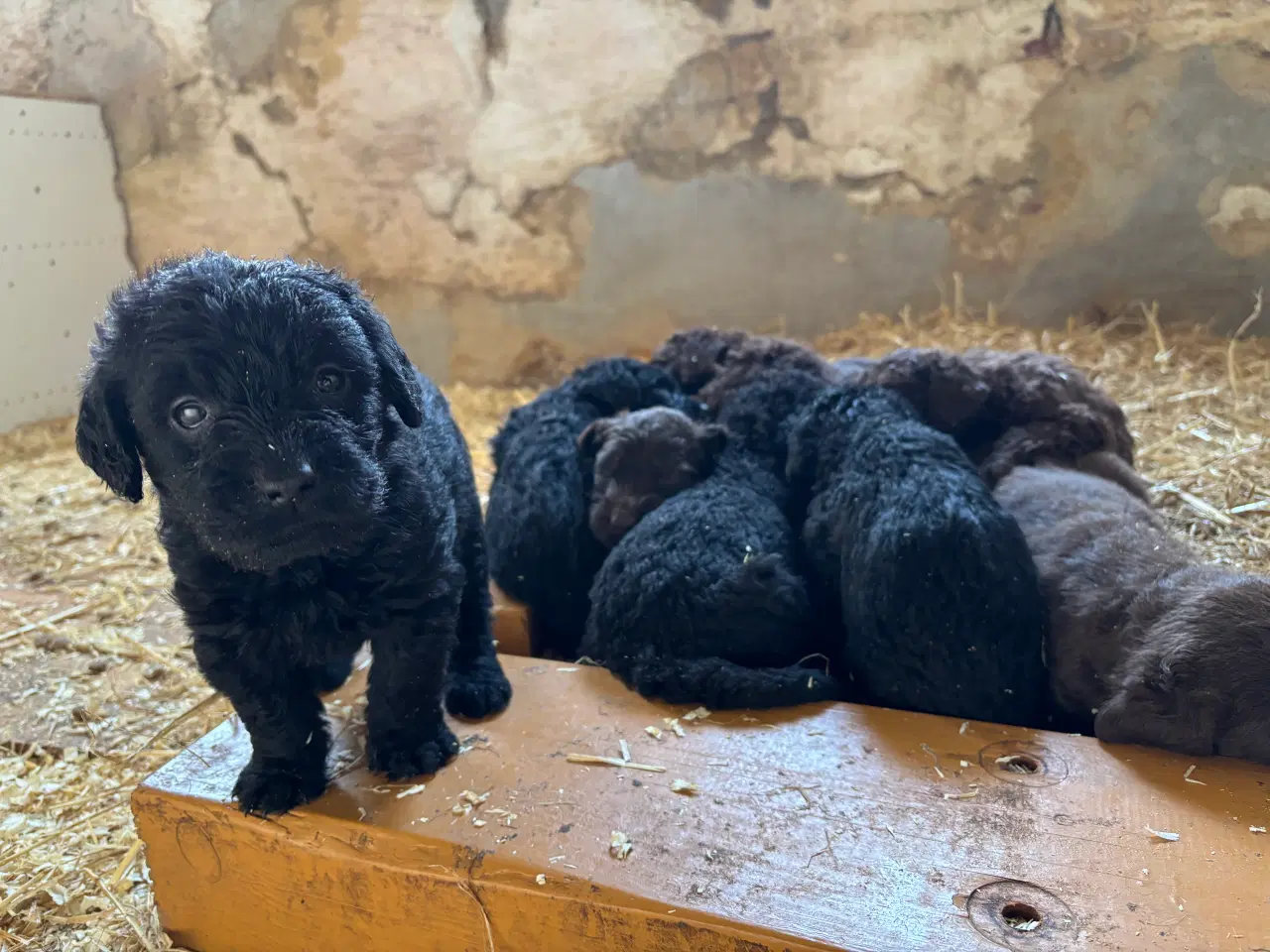 Billede 4 - Labradoodle hvalpe søger nye hjem 