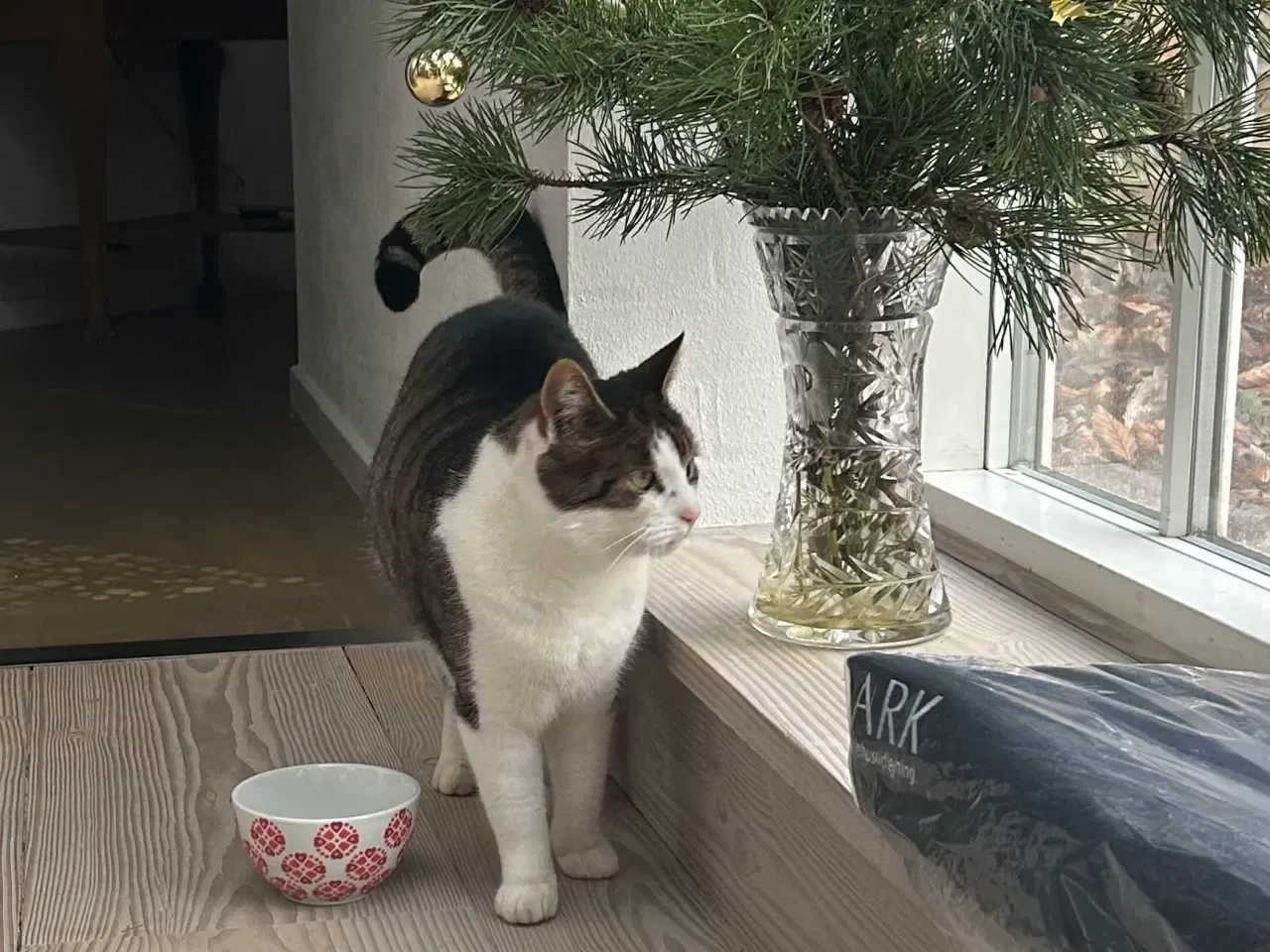 Billede 1 - Sød huskat bortgives til godt hjem