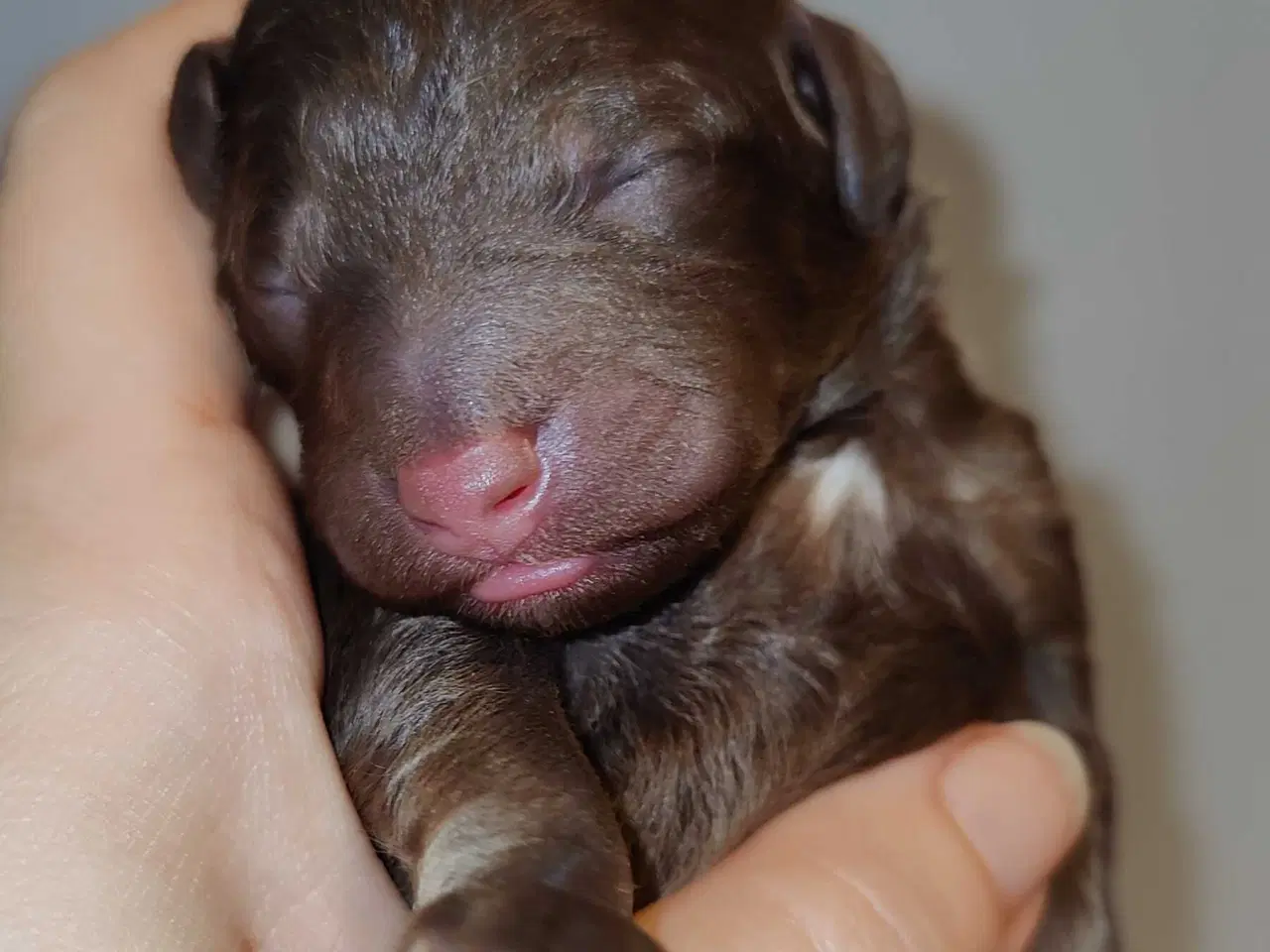 Billede 3 - Søde cockerpoo 1b hvalpe