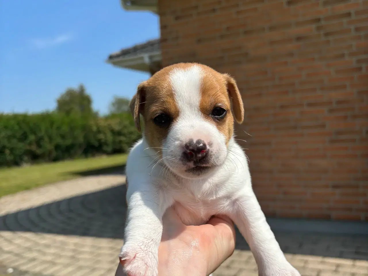 Billede 6 - Hundehvalpe