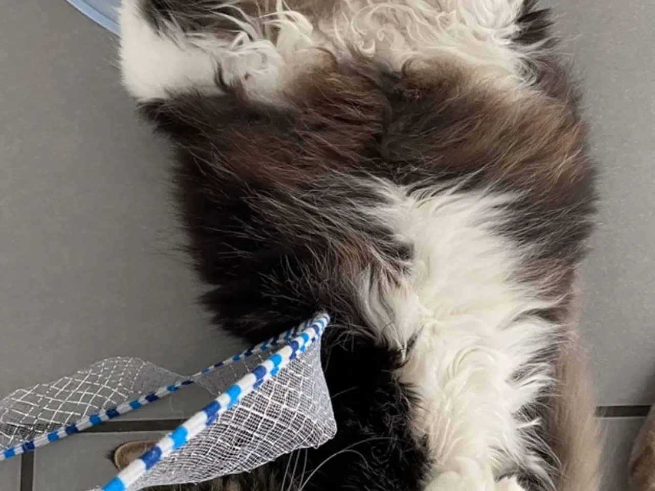 Billede 8 - Polydactyl Maine coon killinger
