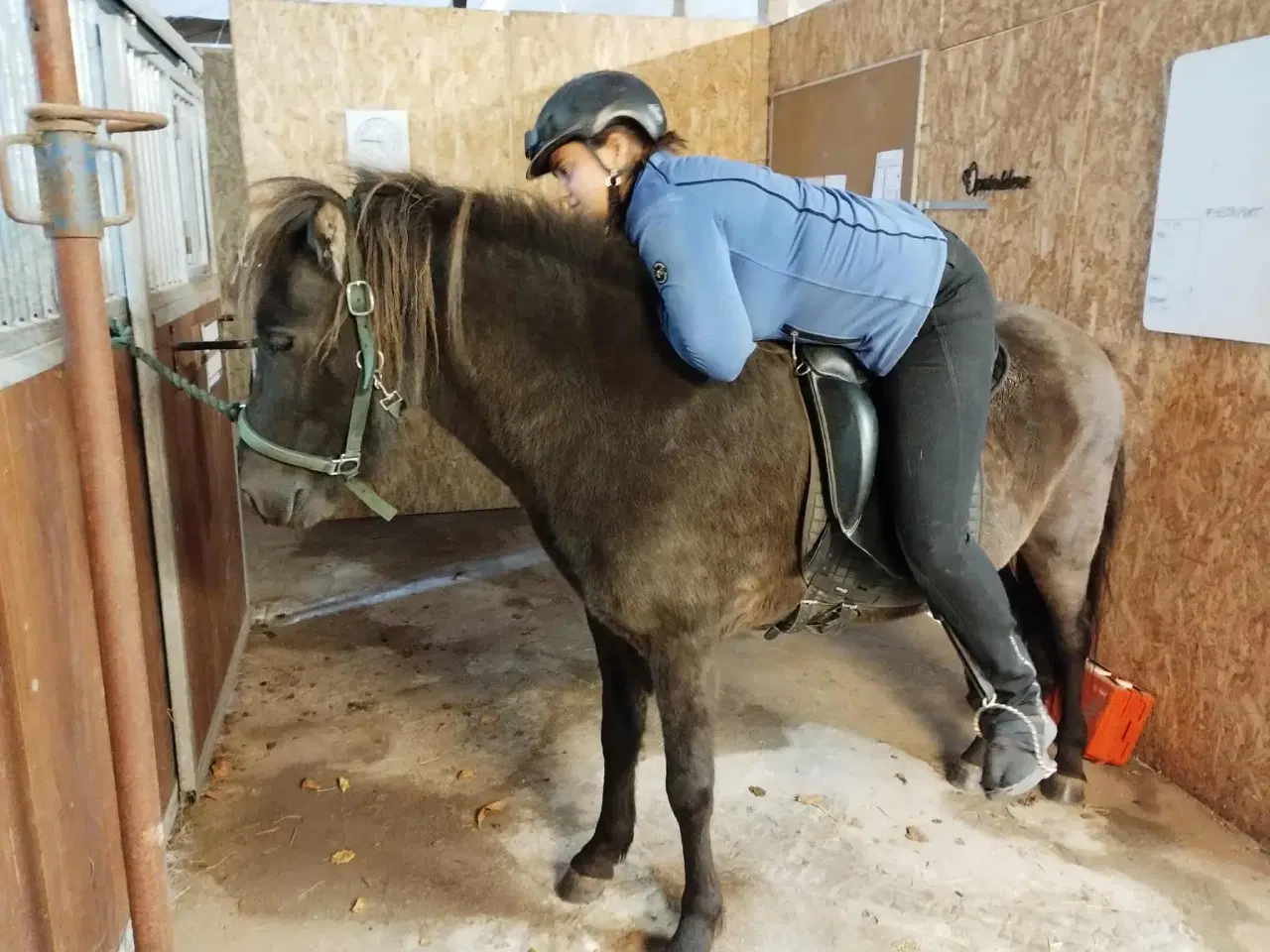 Billede 1 - Min skønne islænder vallak søger ny mad mor