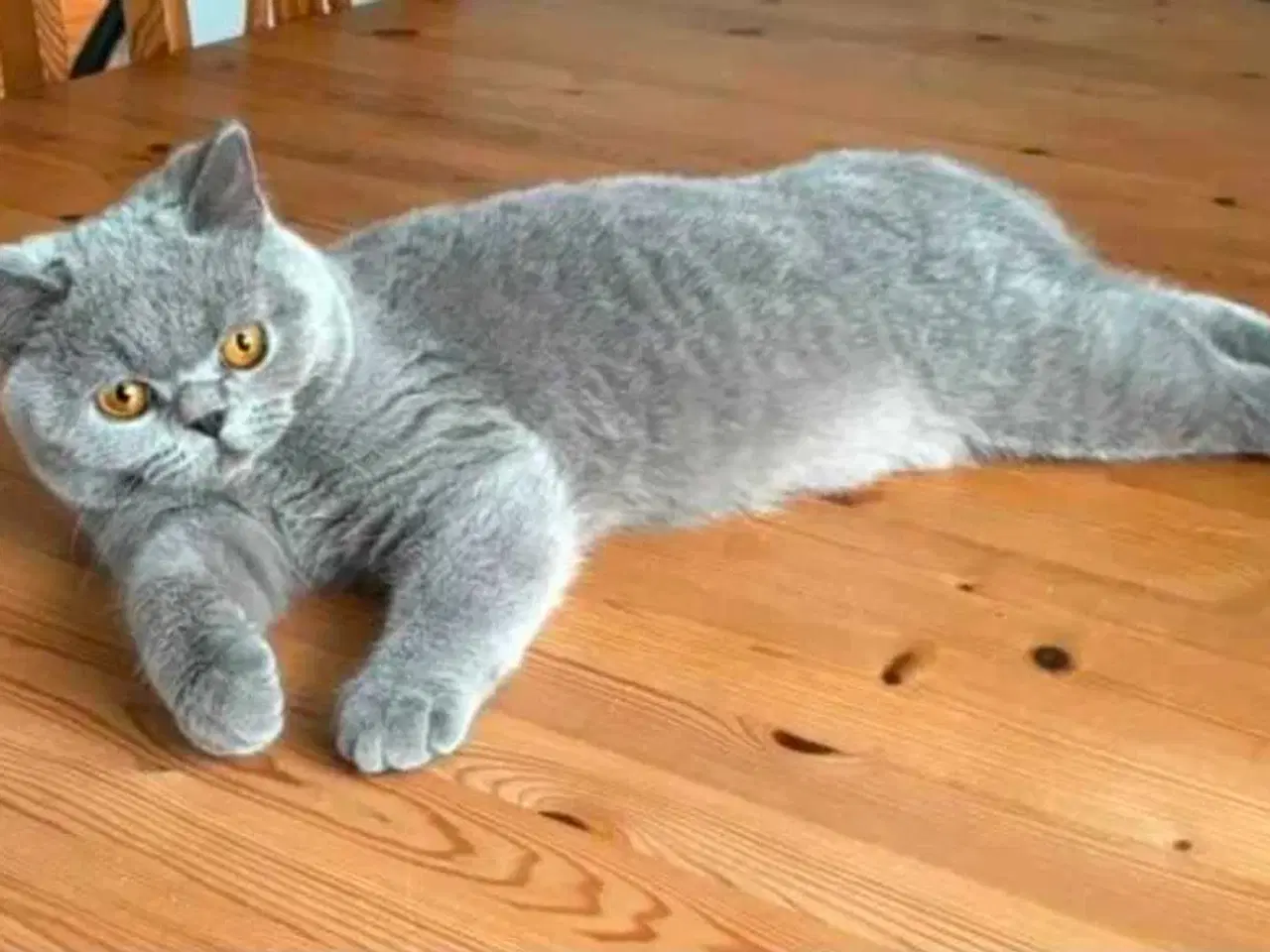 Billede 8 - British shorthair killinger