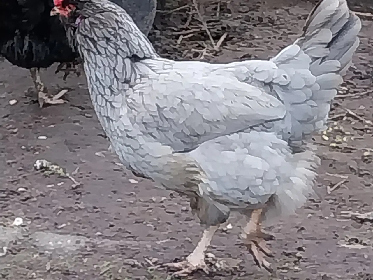 Billede 4 - Daggamle kyllinger
