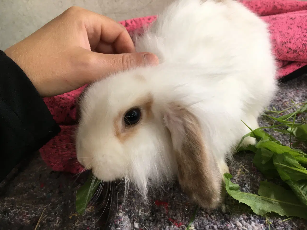 Billede 1 - Mille søger et kærligt hjem