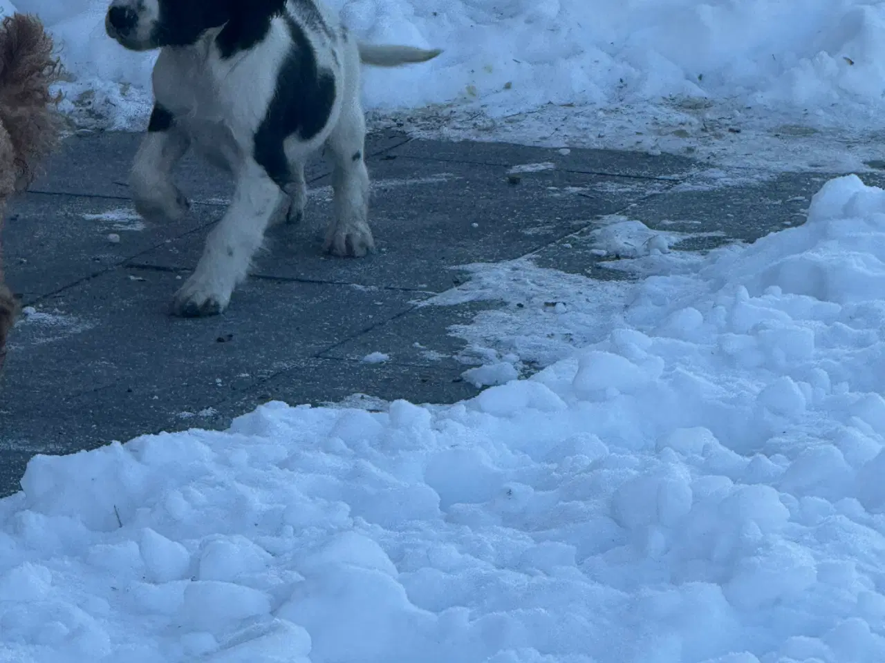 Billede 3 - Ft springer spaniel 