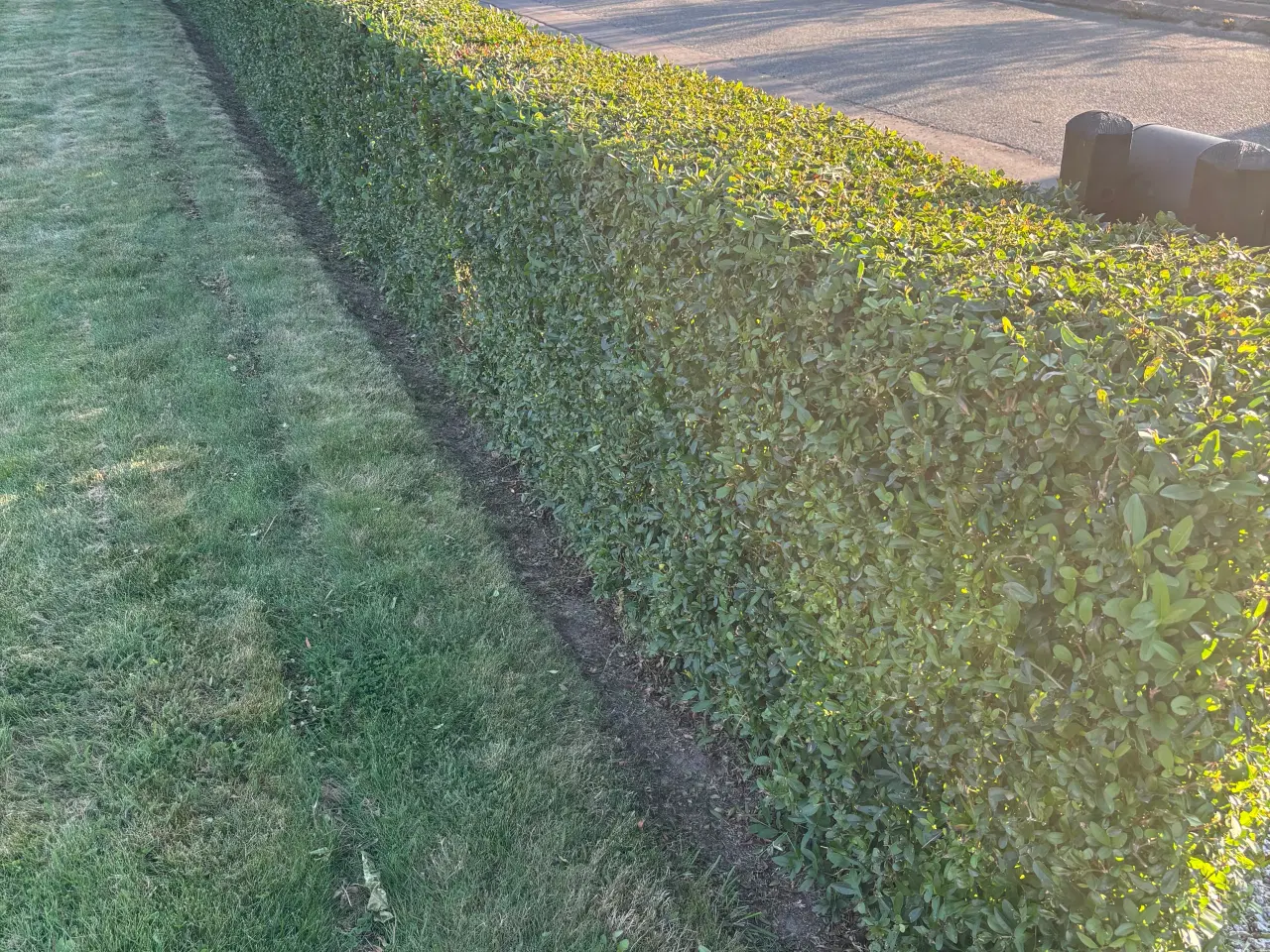 Billede 1 - 45 meter ligusterhæk 